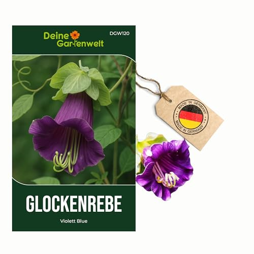 Glockenreben Violett Blue Samen - Cobaea scandens - Glockenrebensamen - Blumensamen - Saatgut für 8 Pflanzen – 5er Pack