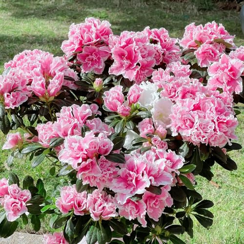 semi di rododendro, azalea, raro giardino roccioso 450pcs