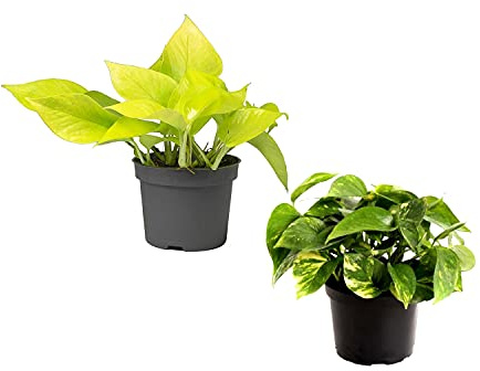 Potho Verde y Potho Amarillo Pack 2 Unidades Epipremnum Aureum y Golden Pothos Plantas Naturales