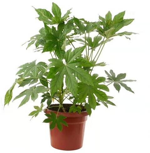 Aralia Japonica Planta Natural Resistente y Fácil de Cuidar para Exterior