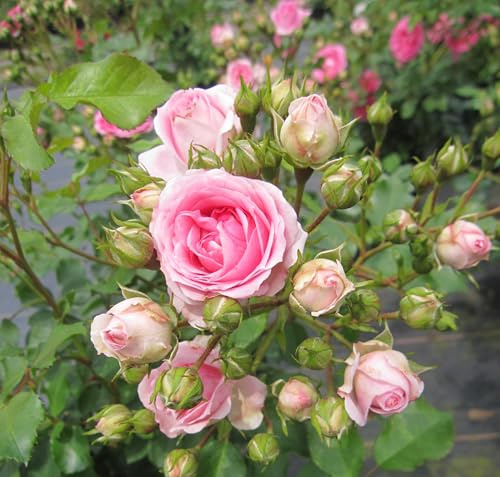 Kleinstrauchrose Amica ® - Rosa Amica ®