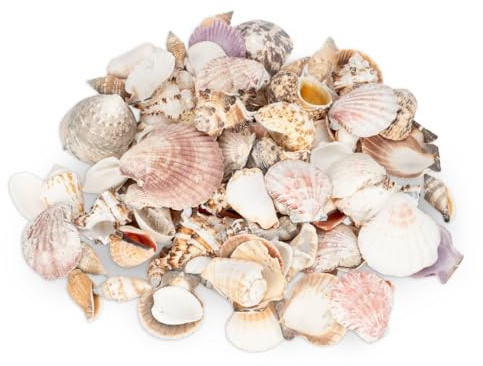 NaDeco Potpourri Muschelmix Large 1 kg ca. 4–7 cm, Muscheln zum basteln, Deko Muschel Potpourri, Maritime Dekoration Naturmuscheln Sea Shells, für Aquarium Terrarium Tischdeko Streudeko Muschelkranzㅤ