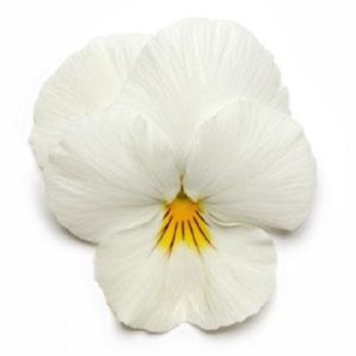 Viola del pensiero Cool Wave White (viola del pensiero appesa) Viola del pensiero Coolwave