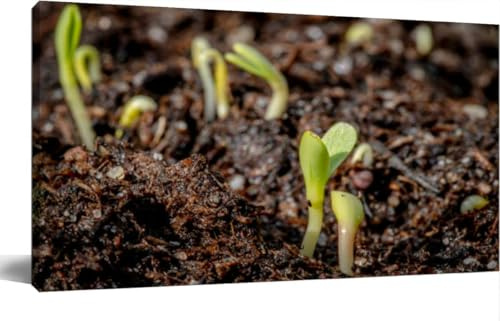 TOOUTEREA 20x40 Frame Large Canvas Painting Wall Art Wildflower seedlings breaking through soil Wall Decor for Living Room Bedroom Kitchen Bathroom Office Artwork Home Decor
