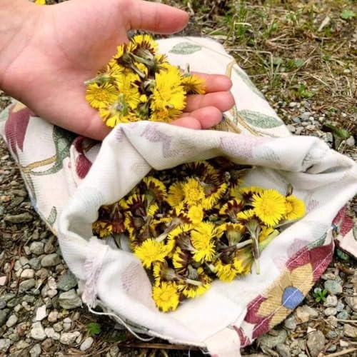 Semi di farfara, rare Huflattich Together Bio, giardino di Blumenfeld crisantemo insieme esotiche copertura del terreno vecchie varietà semi di aromatiche da 30pcs