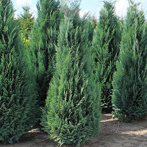 Gardline - Blaue Scheinzypresse Chamaecyparis 120-140 cm. 3-200 Heckenpflanzen. Winterhart - 15 St. (ca. 5,5 Meter)