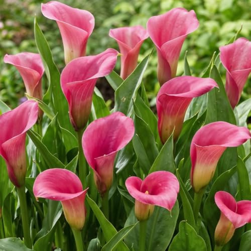 Pasión rosa de Zantedeschia Calla, bulbos de lirio, 5 piezas grandes y reales que producen más de 5 flores, planta de jardín ideal, bulbos de flores de Holanda (no son semillas y no son artificiales).