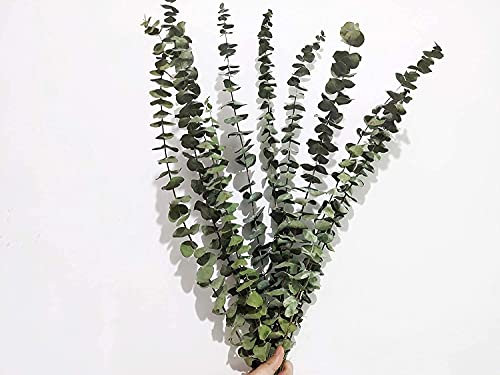 Comtelek 10-Piece Eucalyptus Dried Plant, 45cm Natural Dried Flowers Bouquet with Real Eucalyptus Leaves for Wedding, Spring, Living Room, Bedroom, Bathroom
