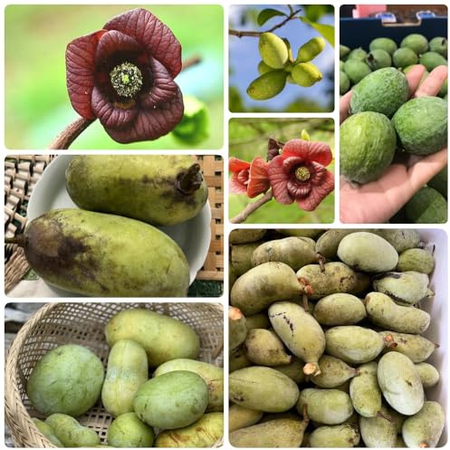 Semi di banano indiano, semi di per il giardino acquistare semi di papaia, banana indiana, giardino di fresca, biologici balcone 9pcs