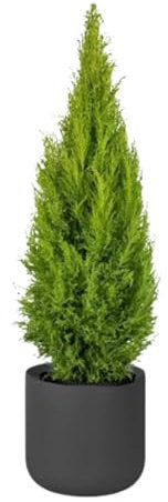 SMPLY. - Ciprés Wilma Goldcrest - Altura aproximada 35 centímetros - Ciprés Limón - Maceta de 13cm de diámetro - Ideal para Decoración en Casa u Oficina - Embalaje Protector y Tierra Húmeda