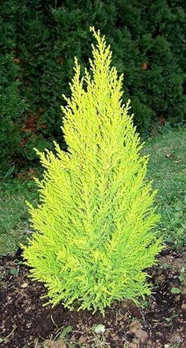 4 X Dwarf Conifer, Lemon Scent, Cupressus Macrocarpa, Cypress Wilma, Goldcrest Wilma 2ltr