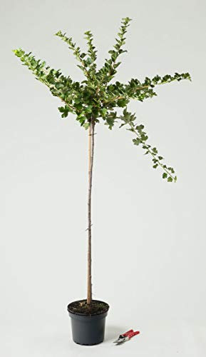 Stachelbeere Hinnonmäki rot - Ribes uva-crispa Hinnonmäki rot, Stammhöhe 80-90 cm hoch Stämmchen - Garten von Ehren