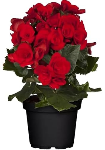 Begonia Elatior Natural Planta para Decorar tu Espacio Interior con Flores