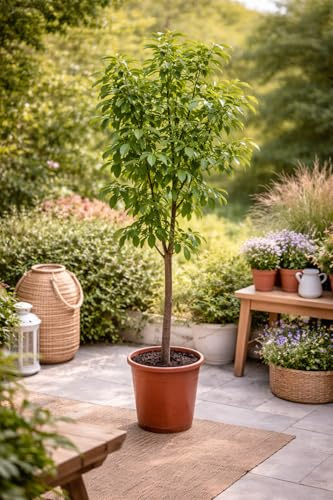 Ziziphus jujuba ca. 200cm – Große chinesische Dattel – Rote Dattel – Winterharte Pflanze – Azufaifa – Fruchtpflanze für Garten & Kübel