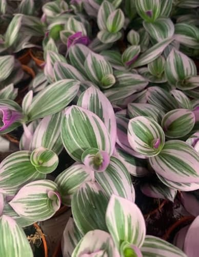 Planta de Tradescantia - Variedad Nanouk - Rosa y Blanca