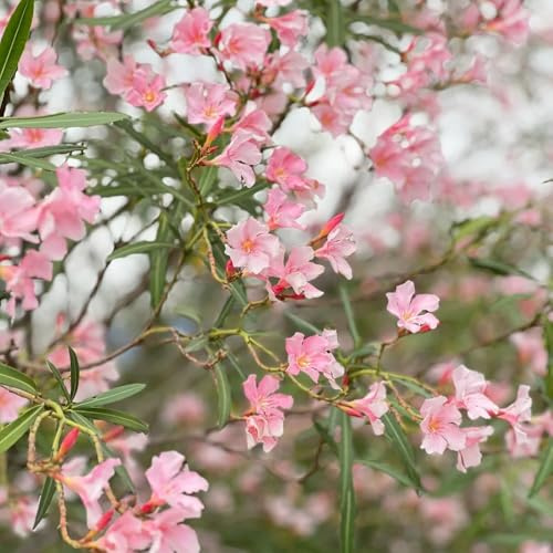 semillas de adelfa, Arbustos decorativos, resistentes para el jardín, perennes resistentes de primavera, arbustos rápido crecimiento 22pcs