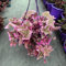 seedsown 50pcs Planta trepadora Bougainvillea spectabilis Willd buganvillas con Perenne jardín de Flores: 5