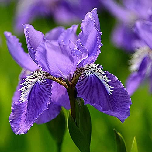 CHTING 4 Pezzi Viola Perenne Bulbi Di Iris Trasudano Fragranza Elegante Esotico Colori Affascinanti Complesso Fronzoli Iris Bulbi Creazione Di Un'atmosfera Romantica