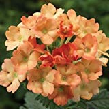 I semi di albicocca Verbena und Cover (Verbena Ibridi Nana Compacta) 50 + semi (200 +) Seeds ONLY