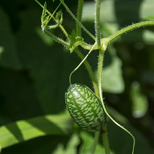 lamphle Semi di cucamelon, 100 Pz/Borsa Semi di cucamelon Mini Nutriente Yummy Pollice Anguria Pianta Semi di Giardinaggio Fiore Albero da frutto Semi di ortaggi Semi di Cucamelon