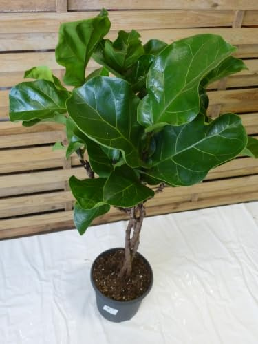 [Palmenlager] Ficus lyrata - geflochtener Hochstamm 120 cm - Geigenfeige // Zimmerpflanze