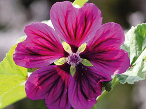500 deutsche Samen der Wilden Malve (lat. Malva sylvestris) auch bekannt unter Käsepappel, zweijährige lila Pflanze, besonders bei Schmetterlingen und Bienen beliebte winterharte Staude (500 Samen)