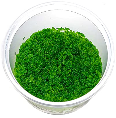 Riccardia sp. 'Graeffei' - Mini Pellia Moos in vitro - 5,5cm Bechergröße - Aquariummoos Wasserpflanzen für Aquarien