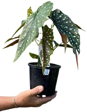 Begonia Maculata Natural Planta Exótica para Interior y Exterior