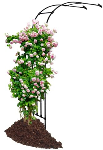 Arche De Jardin Demi-Côté Arche Jardin pour Rosiers Plantes Grimpantes Metal Arceau à Rosiers Tonnelle De Jardin Robuste Demi-Arc pour Jardin Terrasse(Blanc,200cm x 240cm/6.6ft x 7.9ft)