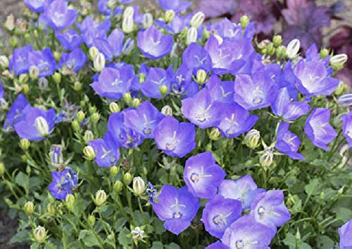 Campanula Carpatica 'Rapido Blue' Perennial (Large) Plug Plants Pack x6