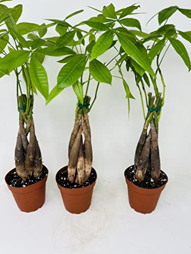 JM BAMBOO Bundle of Three Braided Money Trees- Pachira Aquatica Tree