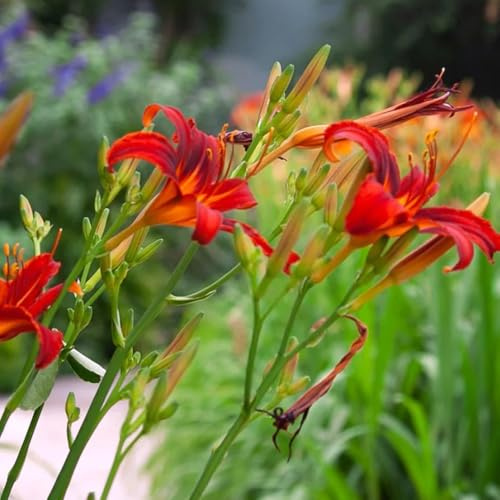 Semi di daylily, Hemerocallis fulva, esotici perenni resistenti agli emerocallidi, giardino sono semina autunnale 200pcs
