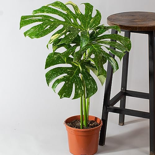 Established Monstera Thai Constellation Cutting | Cheese Plant | 3 Litre Pot