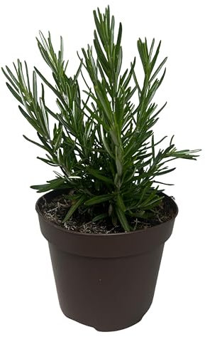 Romarin Plante Naturelle d’Extérieur – Pot de 13 cm – Plante Aromatique Naturelle