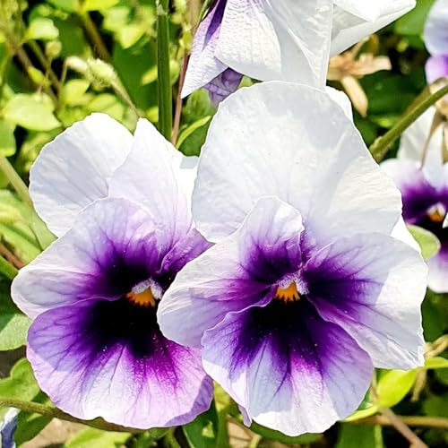 Stiefmütterchen - garten hochbeet winterharte kübelpflanzen blumensamen mehrjährig winterhart bio pflanzensamen gartendeko für draußen seltene steingarten dekoration wohnzimmer 750samen