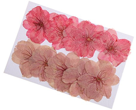 MagiDeal 10pcs Pressati Fiori di Sakura Essiccati Fiori di Ciliegio per Mestiere d'Arte Scrapbooking DIY