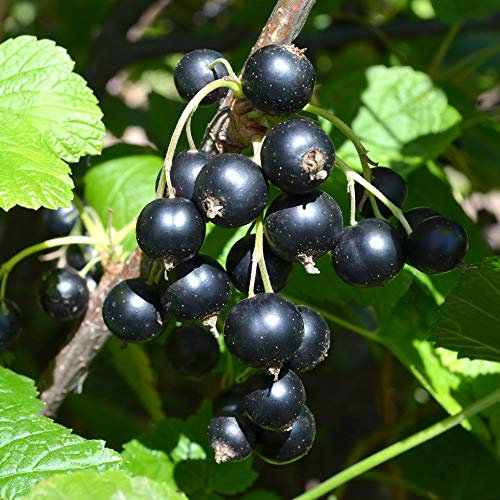 YouGarden Blackcurrant 'Titania', Established Plant in 1.7L Pot, Ready to Plant for Grow Your Own Blackcurrants
