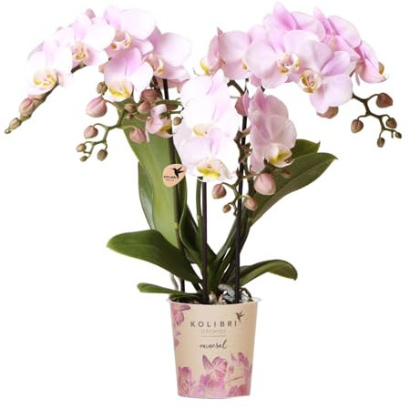 Kolibri Orchids | Rosa Phalaenopsis Orchidee - Portugal - Topfgröße Ø9cm | Blühende Zimmerpflanze - Frisch vom Züchter