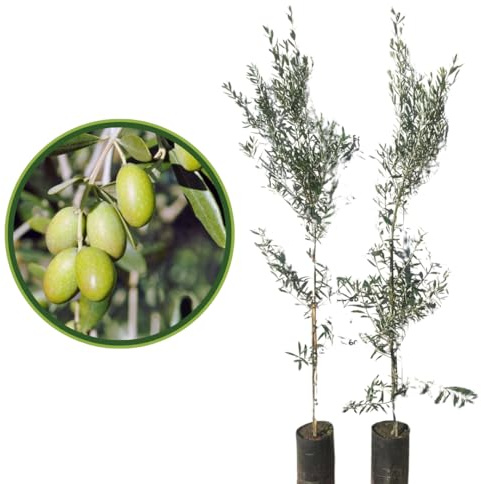 Vivaio Garden Forest Pianta di Ulivo Ascolana, H 170CM | Oliva da tavola, Pianta di 3 anni, Chioma folta, Olive verdi in salamoia, Frutificazione elevata