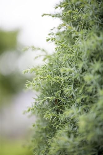 Juniperus communis 'Sieben Steinhäuser' - Gemeiner Wacholder, 3er-Set, mehrtriebig, 80-100 cm, winterhart