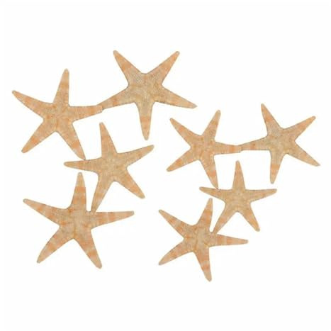 Coquilles de mer Coquilles de mer mixtes, Coquillages for l'artisanat 50/100 pièces Coquillages d'étoiles de mer naturels Artisanat de plage Étoiles de mer naturelles Bricolage Décoration de mariage d