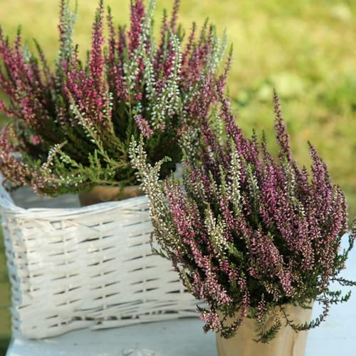 Heidekraut schnittblumen blumensamen mehrjährig winterhart winterharte stauden dauerblüher blumenwiesensaat gartensamen bonsai topf kräuterpflanzen schmetterlingsflieder pflanztöpfe 20samen
