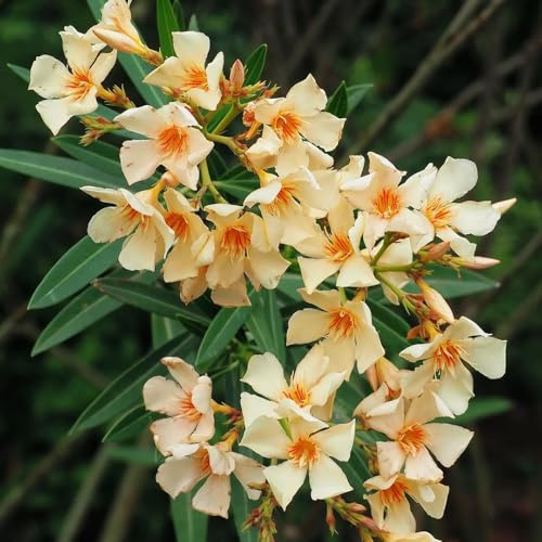 semi resistenti di oleandro - arbusti - regali sostenibili, protezione invernale di oleandri di oleandro, verdi, decorazioni da giardino per esterno 50pcs