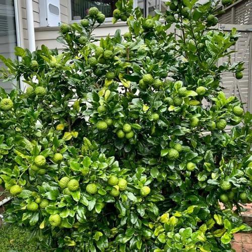 Semillas resistentes del tilo, balcón tilo, Citrus hystrix, exóticas, Los enanos 200pcs
