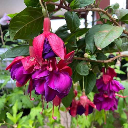 Fuchsiensamen Fuchsien - schnittblumen kräutersamen gartenkräuter frühblüher rankpflanzen blumengarten kräutergarten kletterpflanzen winterhart schnellwachsend wildblumensamen 10samen