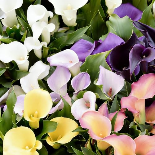 bulbi calla di riverdimento resistenti balcone ufficio resistenti 10pcs