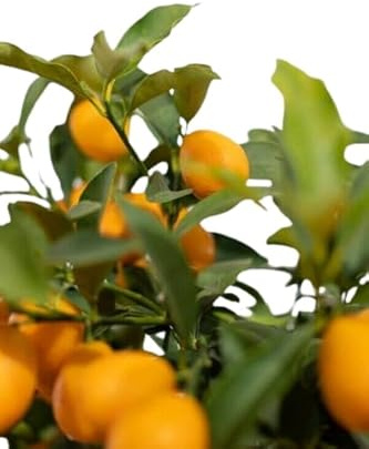 Kumquat King Árbol Frutal Natural Perfecto para tu Jardín