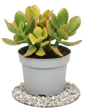 Crassula Ovata Planta de Jade DECOALIVE, Maceta 10 cm, 15 cm, Planta Decorativa para Luz Natural