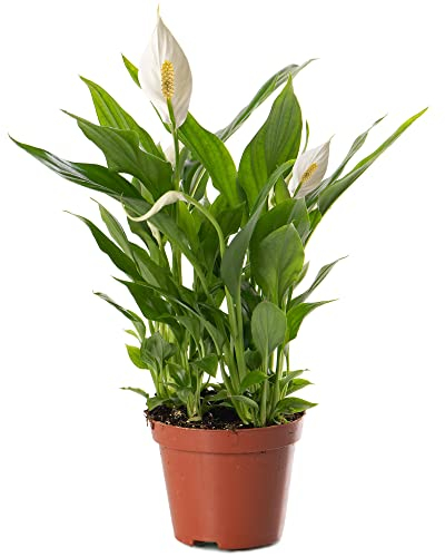 Spathiphyllum Peace Lily Large Indoor House Plant Purify The Air in Your Home (20-30cm (Incl. Pot))