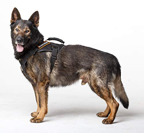 Dingo Gear Cobra Extreme Hundegeschirr mit starkem Griff, zuverlässiges Sicherheitssystem, handgefertigt, schwarz, Größe XL, S03204